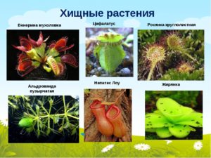 Информационный проект по биологии : Хищные растения
