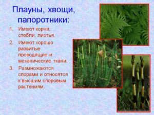 Тема: Общая характеристика папоротников, хвощей, плаунов как высших споровых растений. (6 класс)