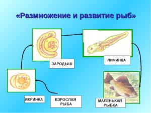Особенности размножения и развития рыб.