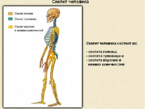 Скелет человека 8 класс
