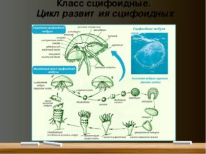 Конспект по биологии на тему Сравнительная характеристика строения, жизненных циклов, гидроидных и сцифоидных медуз. 7 класс