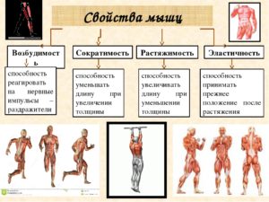 Урок биологии 8 класс. Мышцы, типы мышц, их строение и значение. Основные группы мышц человеческого организма. Работа мышц. Регуляция мышечных движений.