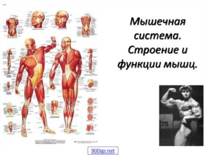 Урок биологии 8 класс. Мышцы, типы мышц, их строение и значение. Основные группы мышц человеческого организма. Работа мышц. Регуляция мышечных движений.