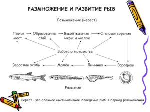 Особенности размножения и развития рыб.