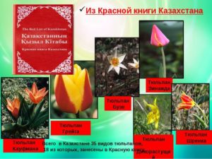 Красная книга Казахстана (растения)