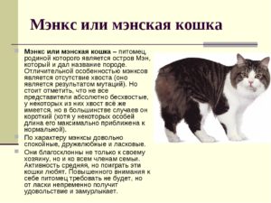 Проект по биологии Кошки - домашние животные