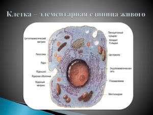 Конспект урока по биологии на тему Живые клетки (5 класс)