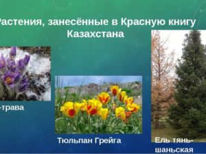 Красная книга Казахстана (растения)