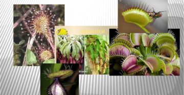 Информационный проект по биологии : Хищные растения