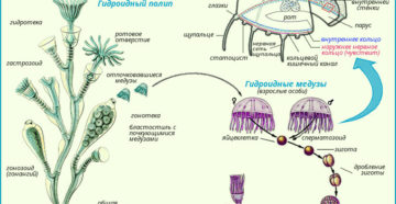 Конспект по биологии на тему Сравнительная характеристика строения, жизненных циклов, гидроидных и сцифоидных медуз. 7 класс