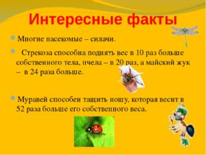 Проект по биологии 7 класс по теме Интересные факты о насекомых.