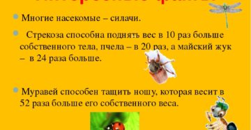 Проект по биологии 7 класс по теме Интересные факты о насекомых.