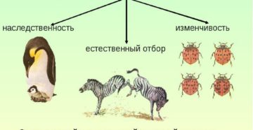 Тест по темам Факторы эволюции. Виды естественного отбора