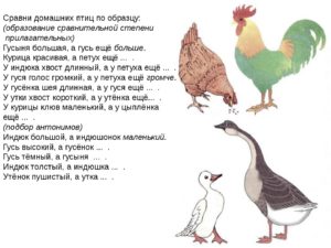 Конспект открытого логопедического занятия для подготовительной к школе группы на тему: Домашние птицы